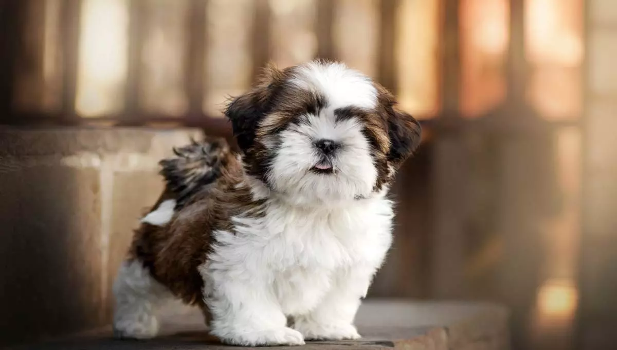 imagem_2024-03-28_150634840